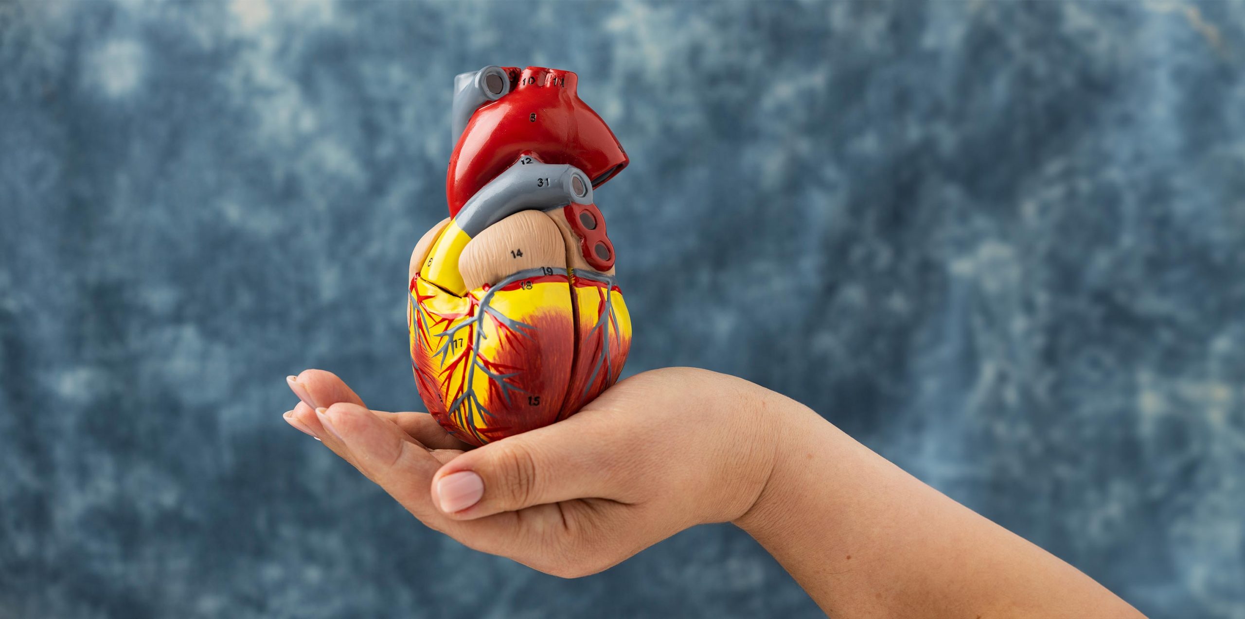 What Does An Artery Blocked or Narrowed Mean to Your Heart Health?